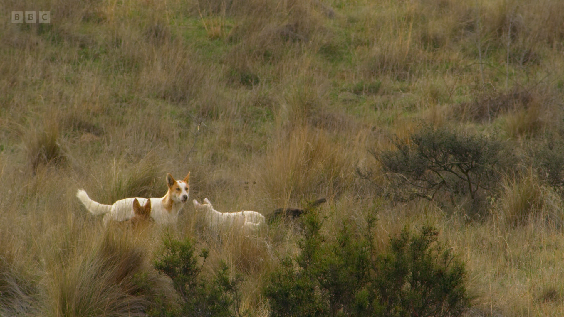 Dingo (Canis lupus dingo) as shown in Seven Worlds, One Planet - Australia